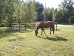 Colista grazing